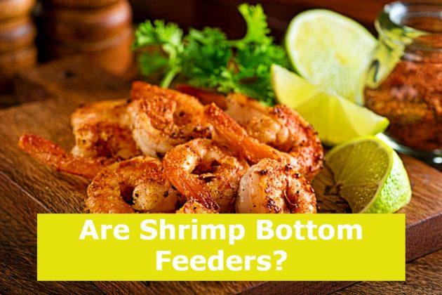 is shrimp a bottom feeder
