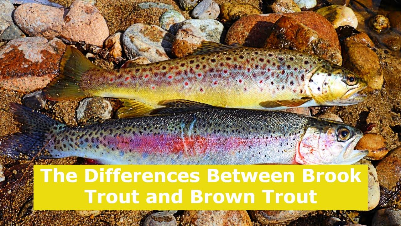 The Differences Between Brook Trout and Brown Trout