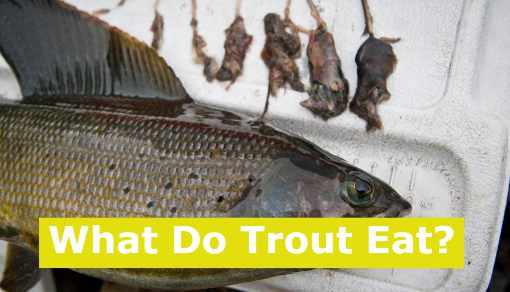 what-do-trout-eat