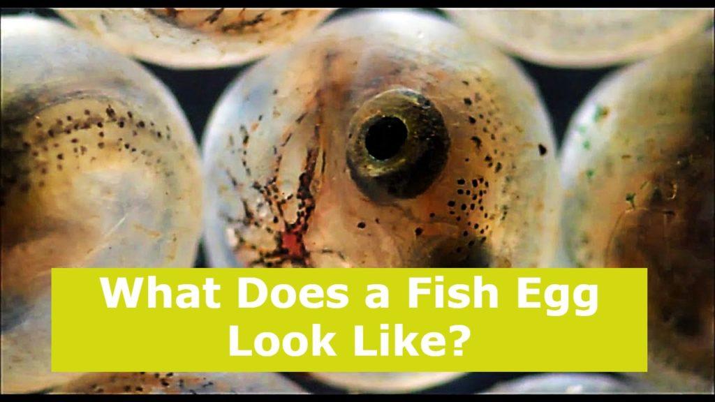 What Does a Fish Egg Look Like?